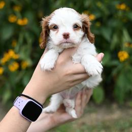 Whiskey - Blenheim male Cavalier King Charles Spaniel puppy in Sugarcreek, Ohio from Chocolate Cavalier