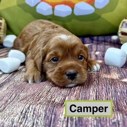 Camper - Red male Cockapoo puppy in Roseville, California from Darby Park Doodles