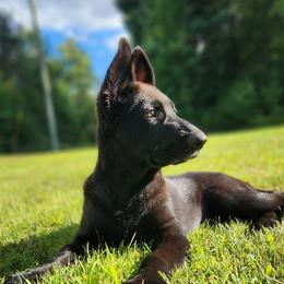 Alexandra - German Shepherd