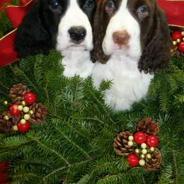 English Springer Spaniel Puppies from Gentry Springers