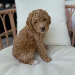 Sky - Red female Bernedoodle puppy in Loxahatchee, Florida from SR. Doodle pupps