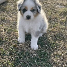 Australian Shepherd Puppies from South Ridge Aussies