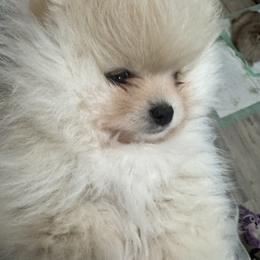 Kashamier - Cream sable female Pomeranian puppy in Colton, Oregon from Shelli’s Pampered Poms