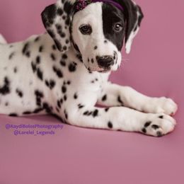 Dalmatian and Doberman Pinscher Puppies from Lorelei Legends