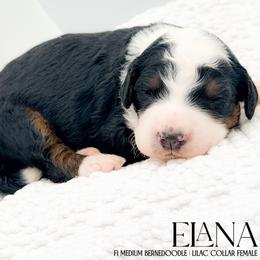 Elana - Tri-color female Bernedoodle puppy in Tipton, Indiana from Country Creek Doodles