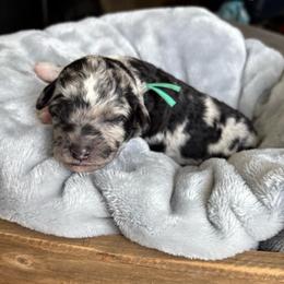 Teal collar - Merle female Goldendoodle puppy in Christiana, Tennessee from Rechlicz Family Doodles