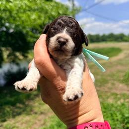Girl 6- Light green collar - Brown female Lagotto Romagnolo puppy in Ashland, Ohio from SS Australian Shepherds