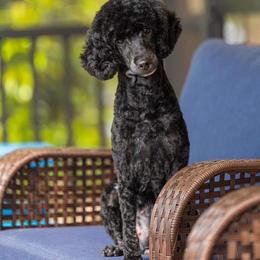 Zoe - Poodle