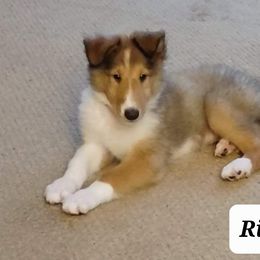 Collie Puppies from Katrina's Collies