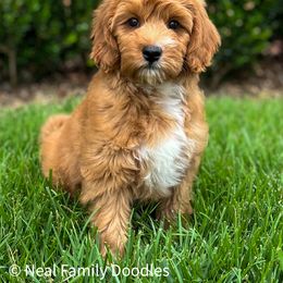 Maya - Goldendoodle