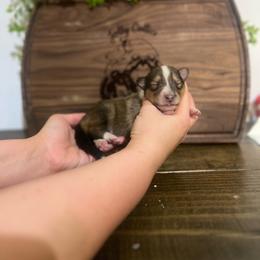 Lil Deville - Sable female Collie puppy in Chilhowie, Virginia from Jolly Collies