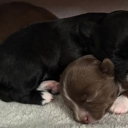 Chihuahuas from Starlit Paws Chihuahuas