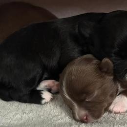 Chihuahuas from Starlit Paws Chihuahuas
