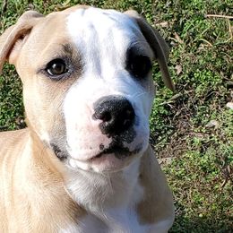 American Bulldogs from Bully to You