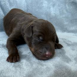 Dolly - Red and rust female Doberman Pinscher puppy in Brookfield, Wisconsin from Haus of Hound