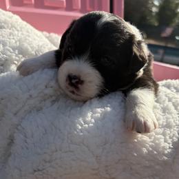 Boy 2 - male Australian Shepherd puppy in San Jose, California from Dirty Laundry Australian Shepherds