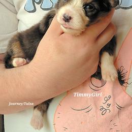 TIMMYGIRL - Black tri-color female Australian Shepherd puppy in Elk Creek, Missouri from Hearts on Fire Australian Shepherds