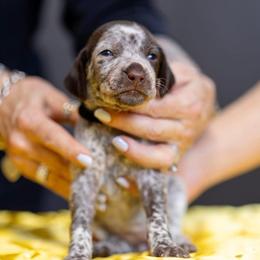 Black girl - Liver and white female German Shorthaired Pointer puppy in Bryan, Texas from Ehrenvogel and Bessdach Kennels
