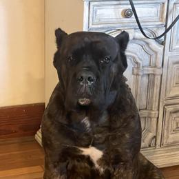 Livia - Cane Corso