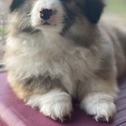 Pembroke Welsh Corgi and Poodle Puppies from Blue Diamond Kennel