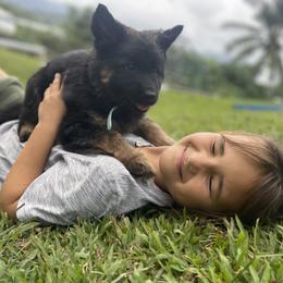 German Shepherd Puppies from Oahu German Shepherds