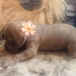 Caratappi - Blue brindle female Great Dane puppy in Lehigh Acres, Florida from Florida Wrinkles
