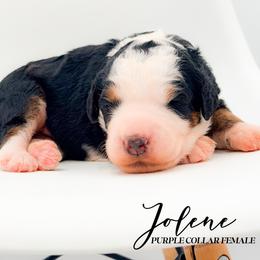 Jolene - Tri-color female Bernedoodle puppy in Tipton, Indiana from Country Creek Doodles