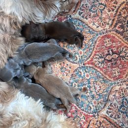 Dachshund puppies from Memaw’s Minis Babies Doxies
