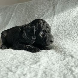 Bernedoodle Puppies from Bruce and Emma Doodles