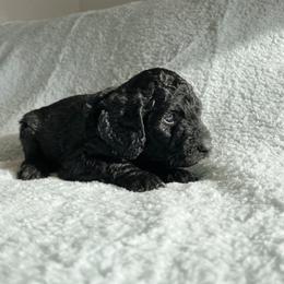 Bernedoodle Puppies from Bruce and Emma Doodles