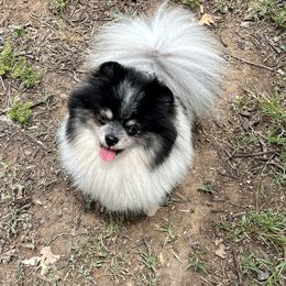 Dahlia - Pomeranian