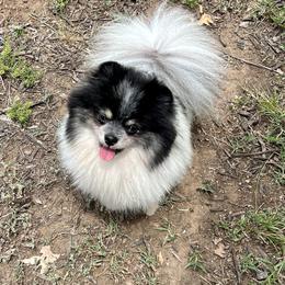 Dahlia - Pomeranian