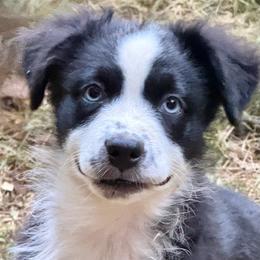 Boone - Black & white male Miniature Australian Shepherd puppy in Patterson, North Carolina from DreamLine Aussies