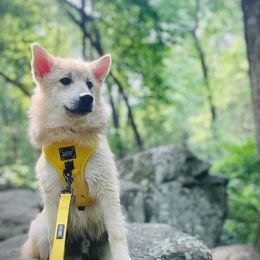 Varian - Wolf sable Pomsky puppy in Greenville, South Carolina from Thicketty Mountain Pomskies