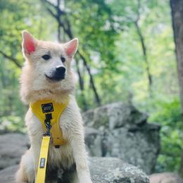 Varian - Wolf sable Pomsky puppy in Greenville, South Carolina from Thicketty Mountain Pomskies
