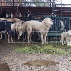 Maremma Sheepdog Puppies from Unfinished Acres