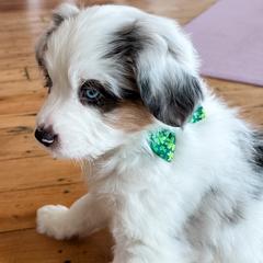 Waffles - female Australian Mountain Doodle puppy in Melrose, New York from Rosewood Pine Doodles