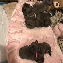 French Bulldog Puppies from Crooked C Ranch