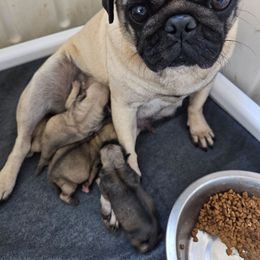 Girl 3 - Fawn female Pug puppy in Rutherfordton, North Carolina from Sweetie Pie Pugs