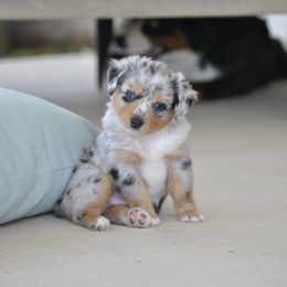 Miniature American Shepherd and Toy Australian Shepherd Puppies from Roeboat Aussies