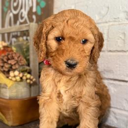 Atlas - Red  male Goldendoodle puppy in Arlington, Texas from Chambers Doodle Patch