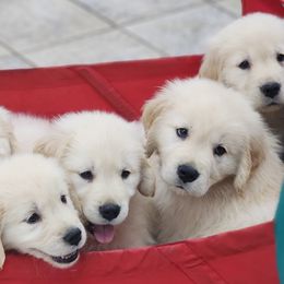 Golden Retrievers from Platinum Goldens