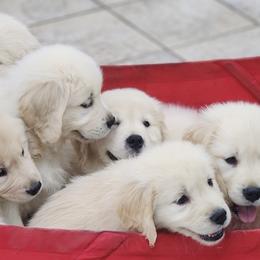 Golden Retrievers from Platinum Goldens