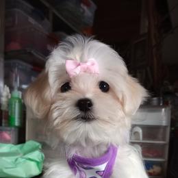 Companion Cross, Mal-Shi, Maltese, Maltipoo, Morkie, and Shih Tzu Puppies from Seeking Shalom Acres Maltese, Maltipoos & Havamalts