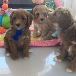 Australian Labradoodle Puppies from GorgeousDoodles
