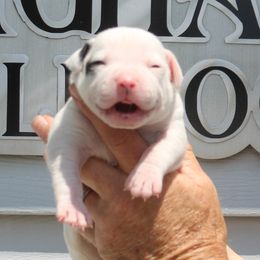 Male 3 - White and brindle male American Bulldog puppy in Xenia, Ohio from Bingham's Bulldogs LLC