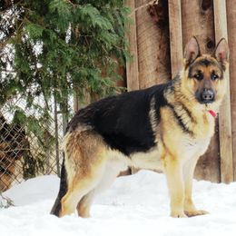 German Shepherds from Sagehill
