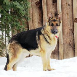 German Shepherds from Sagehill