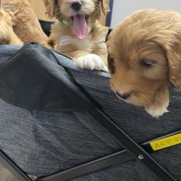 Bernedoodle and Goldendoodle Puppies from Doodle Bliss