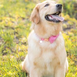 Sunday - Golden Retriever